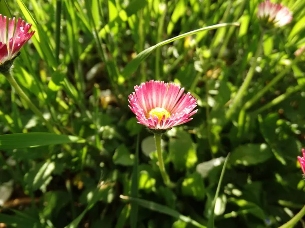 Małe Różowe Kwiecie Pole Trawa Zielony — Zdjęcie stockowe