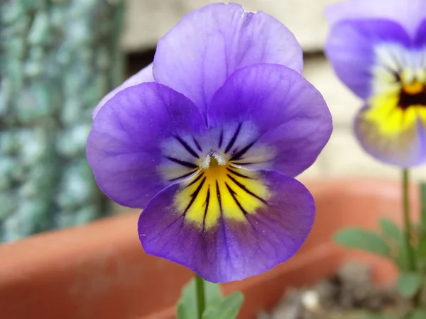 Виола Цветочной Горшке Открытом Воздухе — стоковое фото