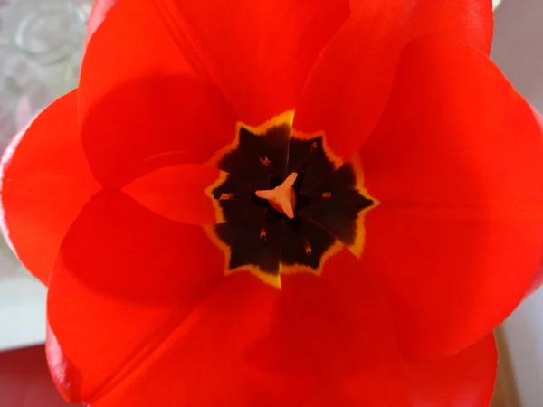 Estambre Tulipán Rojo Cerrar Vista —  Fotos de Stock