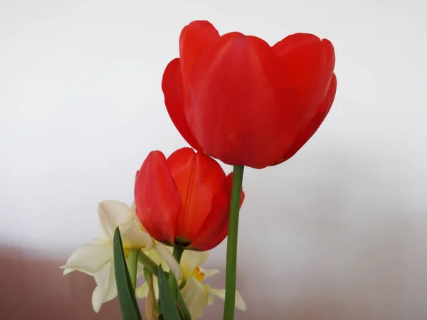 Rote Tulpen Auf Weißem Hintergrund — Stockfoto