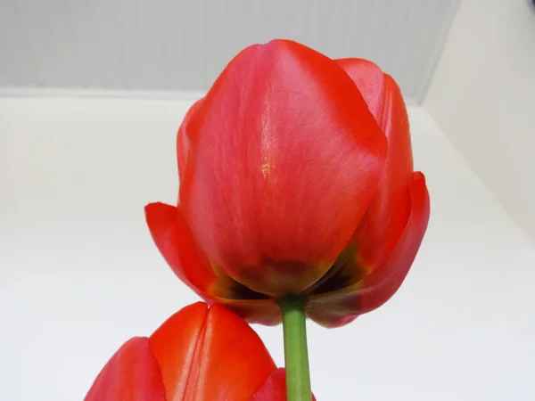 Rote Tulpen Auf Weißem Hintergrund — Stockfoto