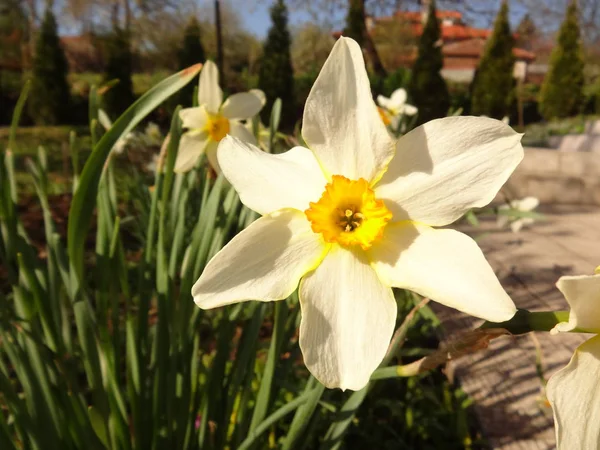 Jonquille Dans Jardin Haut — Photo