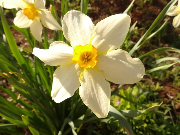 Daffodil Jardim Cima — Fotografia de Stock