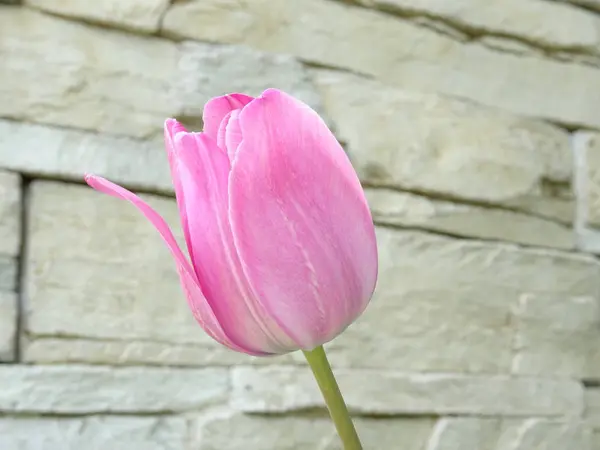Розовый Тюльпан Фоне Каменной Стены — стоковое фото