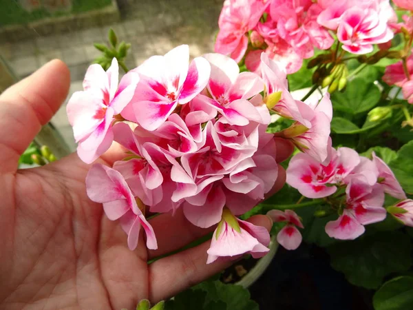 Крупный План Розовых Цветов Сада — стоковое фото
