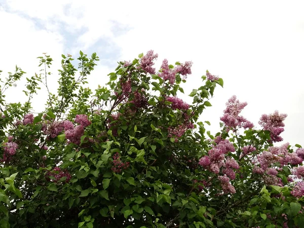 Vista Dell Arbusto Viola Lilla — Foto Stock