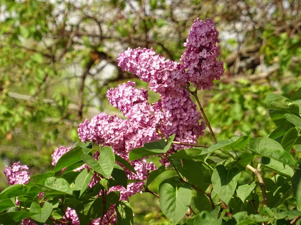 Vue Arbuste Lilas Violette — Photo