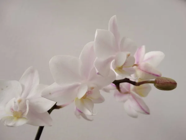 Белая Орхидея Помещении — стоковое фото