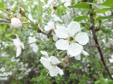Beyaz Ağaç Çiçekleri