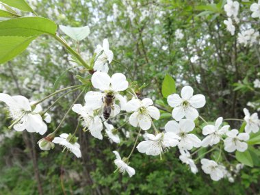 Beyaz Ağaç Çiçekleri