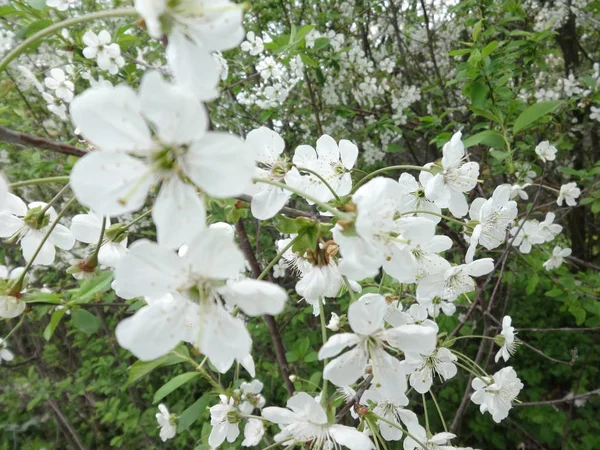 Flores Árbol Blanco Cerca — Foto de Stock