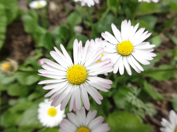 Nahaufnahme Weiße Gänseblümchen Blumen — Stockfoto