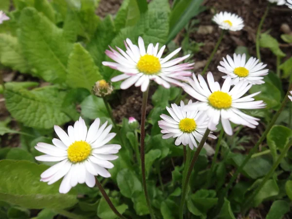 Nahaufnahme Weiße Gänseblümchen Blumen — Stockfoto