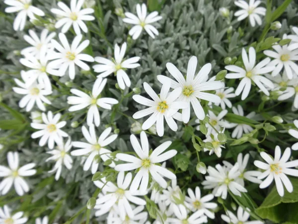Nahaufnahme Weiße Gänseblümchen Blumen — Stockfoto