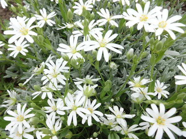 Nahaufnahme Weiße Gänseblümchen Blumen — Stockfoto