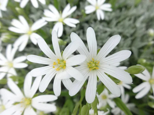 Nahaufnahme Weiße Gänseblümchen Blumen — Stockfoto