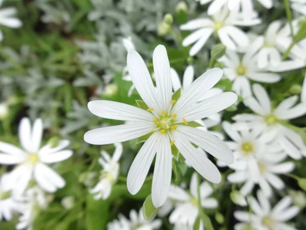 Nahaufnahme Weiße Gänseblümchen Blumen — Stockfoto