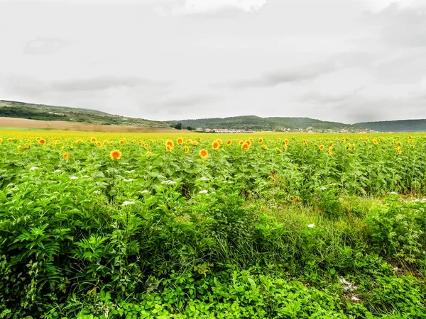 Campo Girasol Día Soleado — Foto de Stock