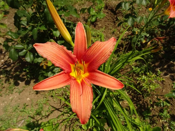 Flor Naranja Jardín —  Fotos de Stock