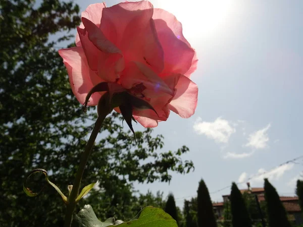 Rosa Rose Auf Hintergrund Himmelsblick Von Unten — Stockfoto