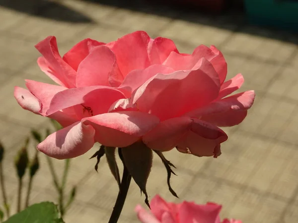 Розовая Роза Закрыть Представление — стоковое фото
