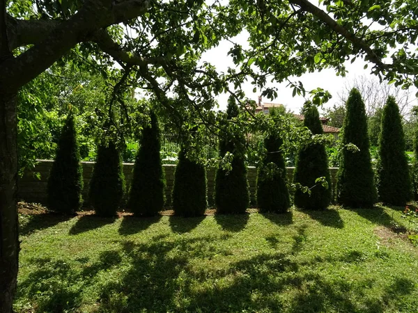 Thuja Trädgård Som Ordnade Rad Som Kantlinje — Stockfoto