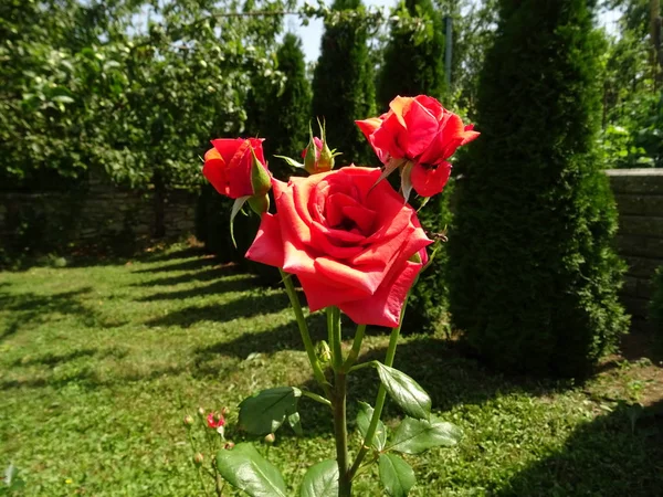 Rosa Rosen Wachsen Einem Garten — Stockfoto