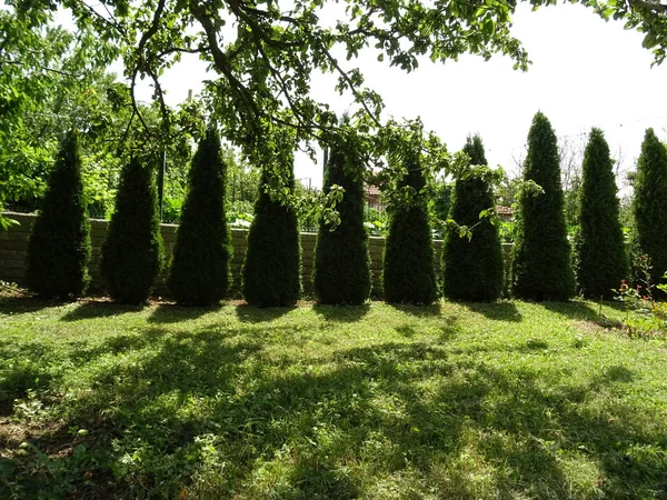 Thuja Jardín Arreglado Una Línea Como Frontera —  Fotos de Stock