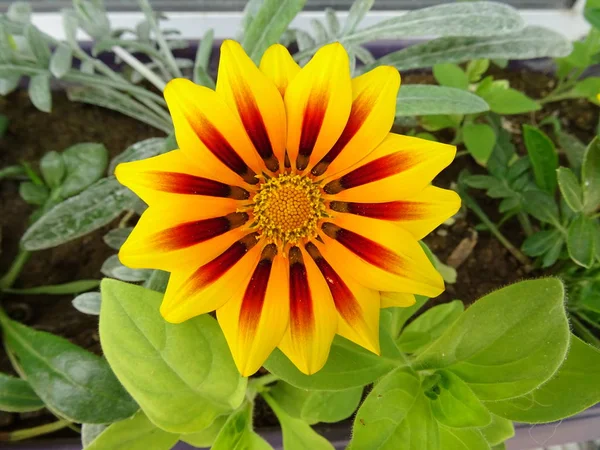 Detail Orange Garden Flower