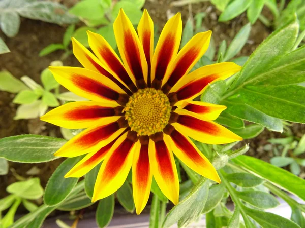 Detail Orange Garden Flower