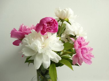 Beyaz duvar arka plan üzerinde beyaz ve pembe Peonies