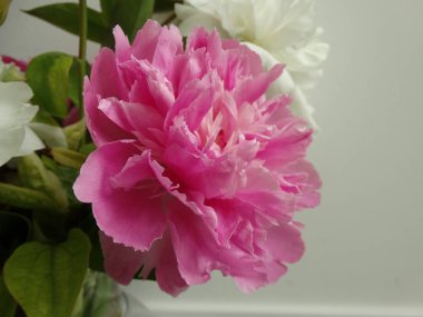 beyaz zemin üzerinde pembe Şakayık