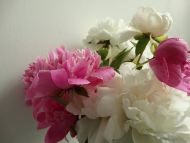 Beyaz duvar arka plan üzerinde beyaz ve pembe Peonies