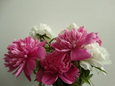 Beyaz duvar arka plan üzerinde beyaz ve pembe Peonies