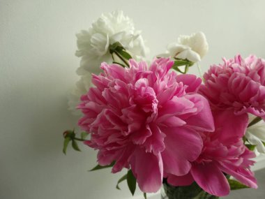 beyaz zemin üzerinde pembe Şakayık