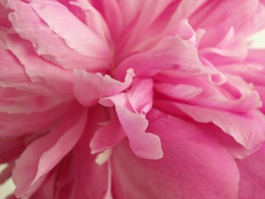 Pembe şakayık ercik görünümü Kapat