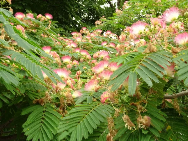 Widok Różowe Drzewo Blossom — Zdjęcie stockowe