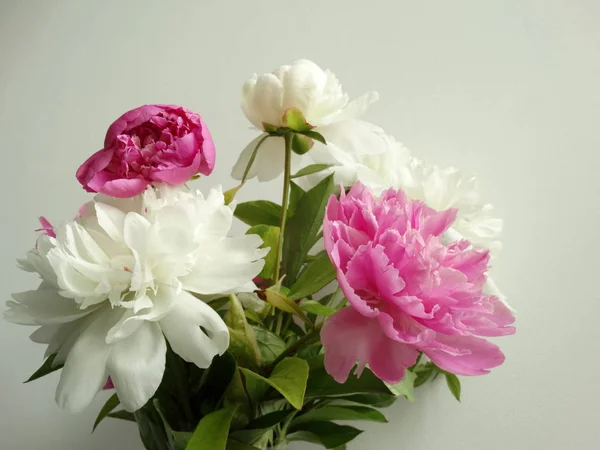Fehér Rózsaszín Pünkösdi Rózsa Fehér Háttér — Stock Fotó