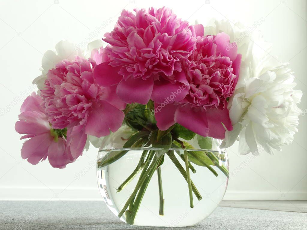 White and Pink Peonies in Glass Transparent Spherical Vase