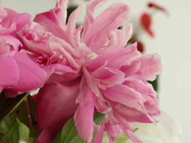 Pembe şakayık ercik görünümü Kapat