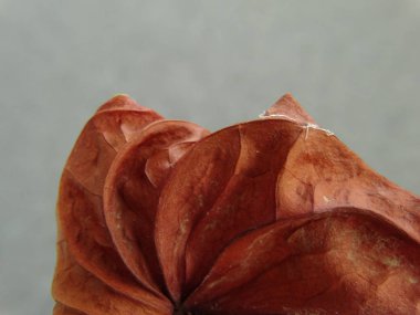 ayrıntı görünümü kuru Anthurium çiçek