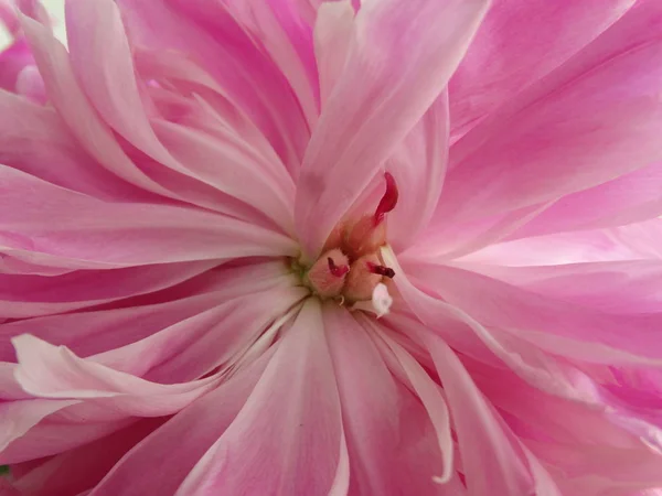 Pink Peony Stamen Cerrar Vista — Foto de Stock