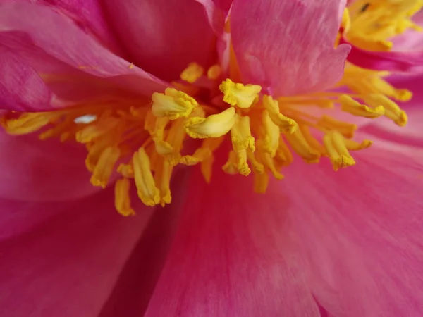 Рожевий Півонія Жовтими Stamen Близький Вид — стокове фото