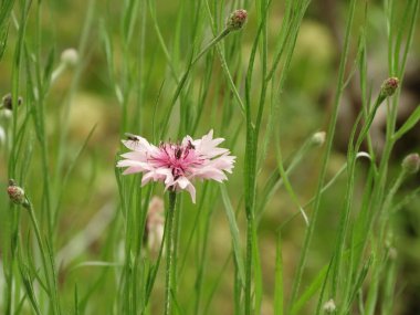 Pembe Bahçe çiçek closeup görünümü