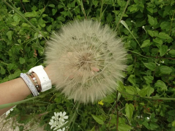 Woman Hand Holding a Giant Dandelion on the Background of Green