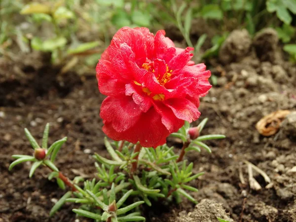 Vista Primer Plano Flor Roja Del Jardín —  Fotos de Stock