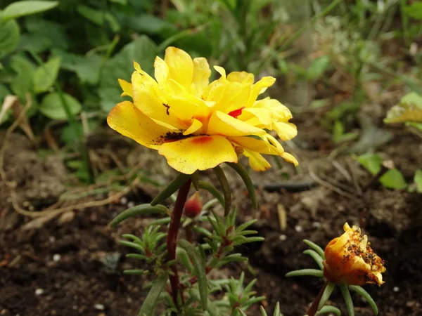 Vista Primer Plano Flor Del Jardín Amarillo —  Fotos de Stock
