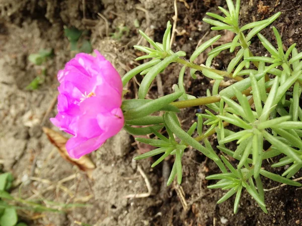 Pembe Bahçe Çiçek Closeup Görünümü — Stok fotoğraf