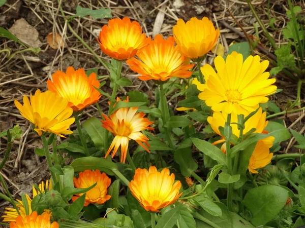 Kwiaty Ogrodowe Żółty Pomarańczowy — Zdjęcie stockowe