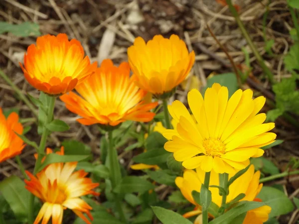 Yellow and Orange Garden Flowers